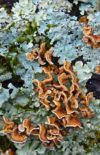 Les lichens, un partenariat réussi