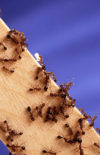 Le triomphe des fourmis : domination ou donation ?